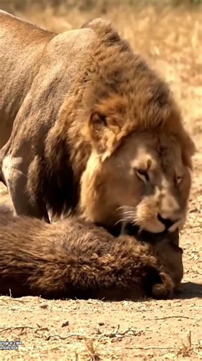 Real footage of a lion eating a baby bear #comedy #gregarious #funnyface #funniestvideo ￼
