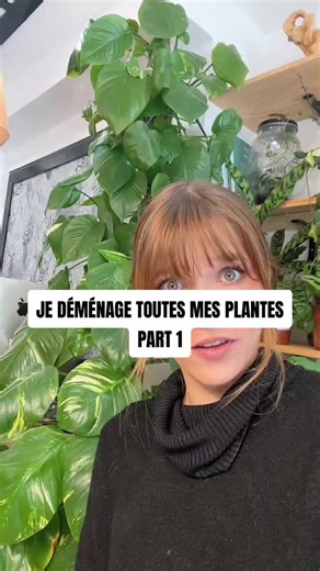 Petit rappel que collectionner des plantes semblait être une excellente et belle idée jusqu’au moment où il faut toutes les déplacer 🤡 On croise les doigts pour le bon déroulement, j’ai hâte de vous montrer mes galères (qui seront certainement bcp plus nombreuses que mes exploits)🤞🏻✨#plant #decoration #tutorial #jardin #nature