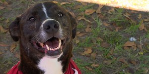 Local organization raises money aiming to help pet owners with animal emergencies
