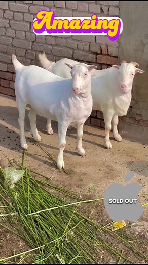 Sundays special ❤️ Behatreen kaplay tapray ka jora for 2k24 Shouq to Hoga wo bhi urooj pr hoga ❤️ #reels #beauty #viral | MANDI VIBES