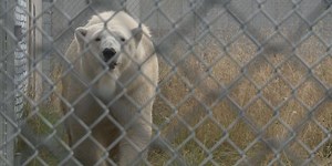 She's here; Cranbeary the polar bear lands in Anchorage