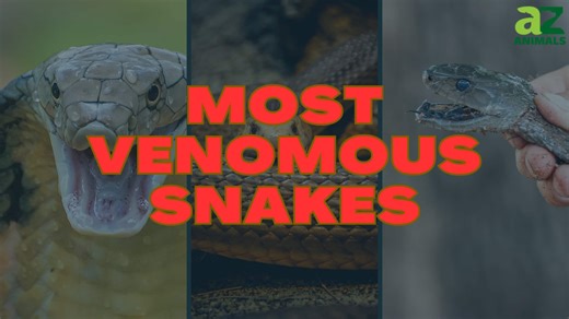 Discover the 10 Most Venomous Snakes in the World