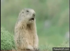 Alan Allan Allen Steve WHAAAAT!! Best ending!! on Make a GIF