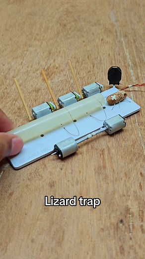 Testing Lizard Trap for Catching Reptiles