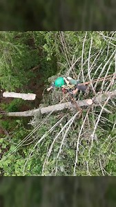 This hazard tree pushed the rigging hard 🪢🌲 #chainsaw | Guilty of treeson