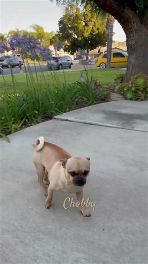Chobby #pets #shorts #fyp