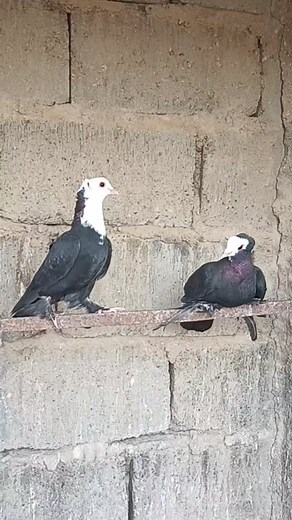 ❤️🇮🇶 #Iraqi_Pigeons | Iraqi Pigeons