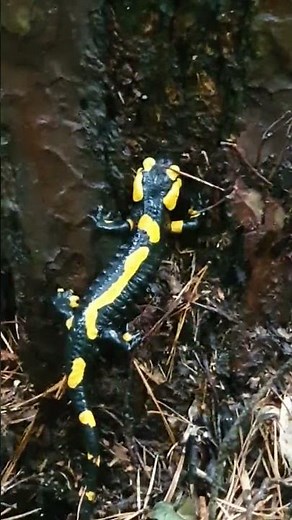 Der Feuersalamander ist unterwegs💚