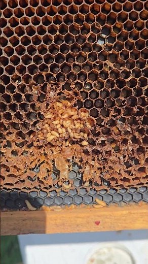 Small Hive Beetle Damage