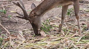 clip-22002637-deer-eating-sugar-cane-farm-field