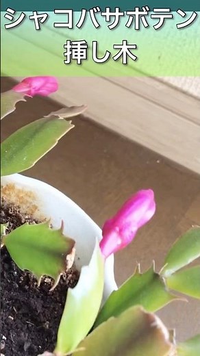 【観葉植物】20歳のシャコバサボテンを挿し木して生かす/木化した場合/cactus
