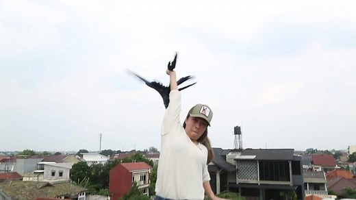 watch and subscribe! 😘 #fyp #foryou #fypage #fypシ #animalsoftiktok #parrotslover # #macaw #amazonparrot #yellownape #freefly #freeflightbirds #ff #hyacinthmacaw