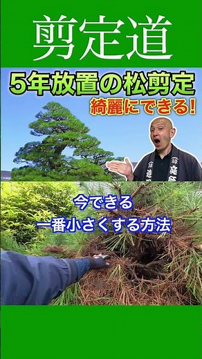 "It's out of control..." How to prune an overgrown pine tree down to its smallest size #PruningTe...