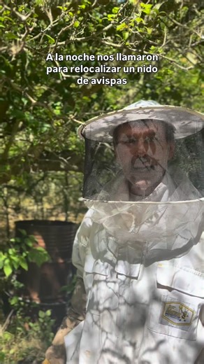 Miel Loiseau🐝 on Instagram: "Relocalización de un gran nido de avispas lechiguanas (Brachygastra-lecheguana) de una vivienda en Lomas de Zamora a un entorno periurbano. Por su tamaño, se utilizó un tambor de miel vacío para el movimiento seguro. Por su peso, no fue posible colgarlo y como alternativa, lo apoyamos en la horqueta de un árbol. La importancia de proteger y sostener a las especies autóctonas 🫂🤍"