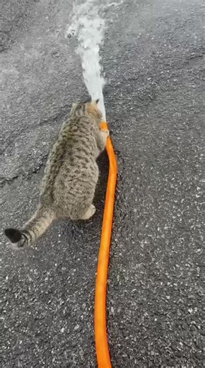 Top 10 Funniest Cat Videos of All Time