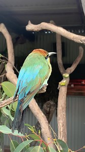 20K views · 4.9K reactions | You can often see our Rainbow Bee-eater sitting on her favourite perch scanning for prey. Bee-eaters can eat up to 300 bees or wasps in one day! Once they catch their prey, they will rub it up against a perch to remove the stings and venom glands. #huntervalleyzoo #huntervalleywildlifepark #rainbowbeeeater #beeeater #huntervalley | Hunter Valley Wildlife Park | Facebook