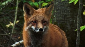 Explore the essential role of the Eurasian wolf, once feared and hunted but now crucial for sustaining the health and balance of this ancient ecosystem. Observe the daily challenges and cooperative behaviors of a wolf pack as they adapt to seasonal changes, including the intense red deer rut and the fire salamander's search for a winter hibernation site. This breathtaking depiction showcases the Carpathians as a vital sanctuary for wildlife, providing a much-needed refuge in Europe's crowded lan