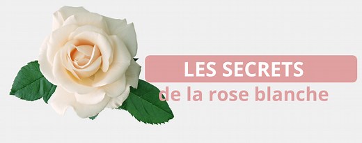 La Rose Blanche : Signification et Symbole