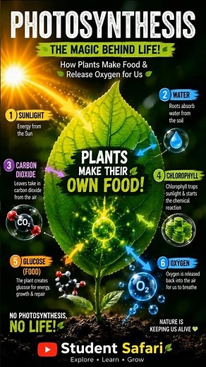The Amazing Photosynthesis Process Explained 🌿 | The Secret Science Inside Every Green Leaf 🍃