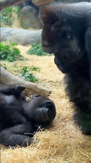 Little Gorilla Pretends To Be Dead… Mom’s Response Goes Viral #funny #gorilla #prank #shorts #zoo