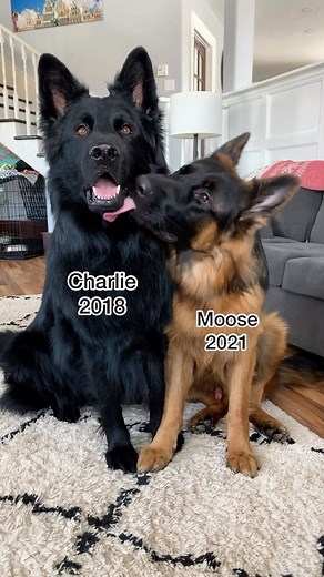 327K views · 19K reactions | Long coat German Shepherds are a thing! Solid black German Shepherds are also a thing 殺 How often do people ask you what breed your German Shepherd is?  | Charlie The Black Shepherd | Facebook