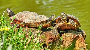 Red-eared slider (Trachemys scripta elegans), red-eared terrapin, red-eared slider turtle and water slider turtle, is semiaquatic turtle belonging to family Emydidae. It is subspecies of pond slider.