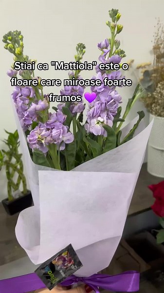 IG : Ultravioletfloraldesign #mattiola #flowers #purple #fy #ultravioletfloraldesign💜 #foryou #lovestory #stiaica #florispeciale #bucuresti