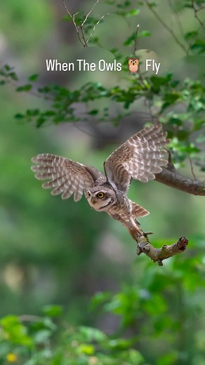 22K views · 5K reactions | 黎 മൂങ്ങകൾ പറക്കുമ്പോൾ.... 黎 When The Owls fly..... #owl #owlet #keralaforest #wildanimals #bird #natgeoyourshot #bbcearthlife #sancharam #yathra_vazhikal #wildanimals #owlet #forestphotography #kaadu #keralaforest #keralawildlife #nelliyampathy #nemmara #palakkad #thrissur #malayali #mallu #mallugram #keralatourism Is It A New Information 黎 ?? | Rahul Sapien | Facebook