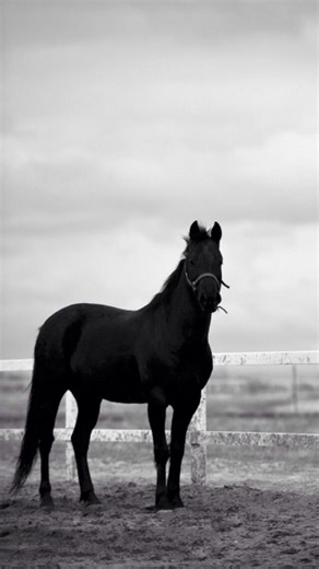 Yadav/Ahir Sena (हिन्दु राष्ट्र) 卐🚩 on Instagram: ""सिंह" टाइटल अहीरों से जुड़ा एक ऐतिहासिक उपाधि है, जिसकी शुरुआत नेपाल के महिषपाल वंश के यादव/अहीर शासकों ने किये थे। . . . FOLLOW: @YADAVSENA.OFFICIAL FOR MORE ‼️ . . . . . . . #yadav #yaduvanshi #akhilesh_yadav #singh #ahir #ahirana #yadavsena"