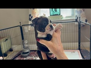 Raising happy healthy Boston Terriers and loving every moment ❤️💕❤️