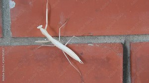 Mantis religiosa, with the common name praying mantis, and outside Europe the European mantis, is an insect in the family Mantidae.