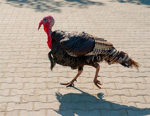 UPS Driver Gets 'Terrorized by Turkeys' and People Can't Stop Laughing