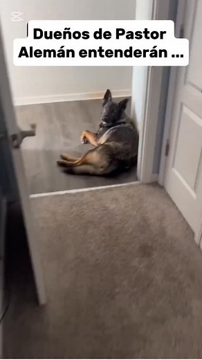 🦴 Muchos dueños no se dan cuenta hasta que es tarde… Su Pastor empieza a cojear, a moverse más lento o a evitar subir escaleras. Y piensan que es “por la edad”... pero no siempre lo es. El Pastor Alemán es genéticamente propenso a sufrir displasia de cadera y problemas articulares. Y no darle el soporte adecuado con alimentación correcta y suplementos naturales puede acelerar ese deterioro. 💔 Sin los nutrientes que sus articulaciones necesitan, el cartílago se desgasta, el dolor aumenta y su m