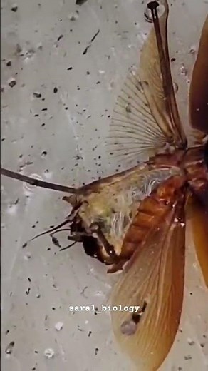 DISSECTION OF PERIPLANETA AMERICANA(COCKROACH) 🪳 #practical #practice #biology #shortsfeed #science