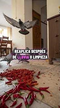 How to scare away pigeons with pepper and chili (without harming them).