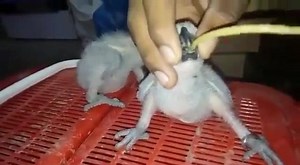 1.3K views · 63 reactions | How to hand feed your baby parrot. Like ⬇comment ⬇share ↩ Like my page for more. | Lahore birds | Facebook