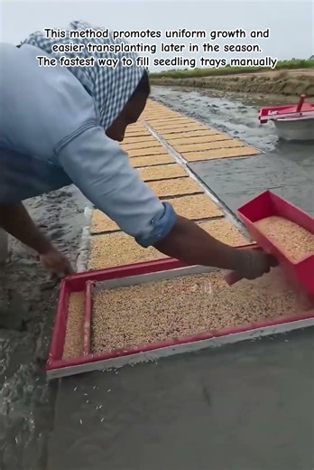 How to Efficiently Prepare Seedling Trays in the Field