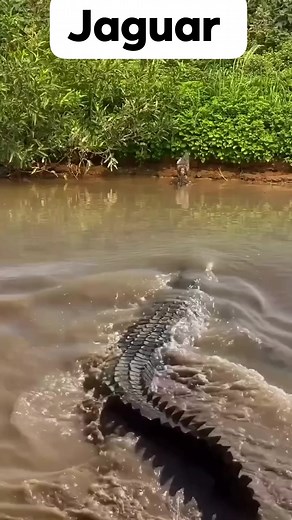 Predator wild. The diving is massive #reelsvideoシ #jaguar | Chipata EP Legacy