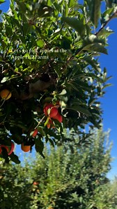 Looking for u-pick apples at our farms? 🍎🍏 Here’s the latest information:⁠ ⁠ 🍏 Apple Ridge Farms – They have loads of apples left! Varieties available include Honeycrisp, Gala, Fuji, Golden Delicious, Red Delicious, and Empire. Follow them for the latest updates on available varieties 🍎 O’Hallorans Apple Ranch– Tons of apples available for u-pick, including Honeycrisp, Gala, Red Delicious. They expect to have u-pick through October as later varieties ripen. 🍏 Pine-O-Mine – They have Fuji an