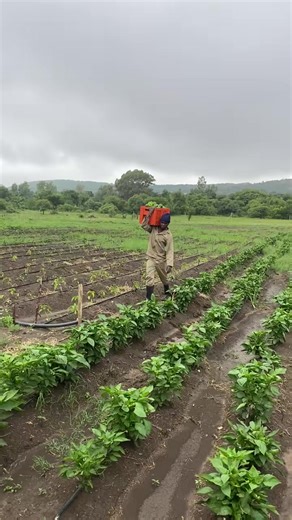 Green Pepper Farming Tips for Young Farmers