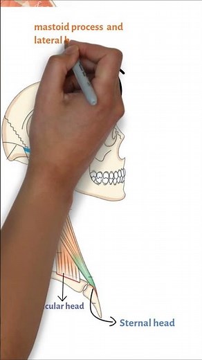 Sternocleidomastoid Muscle: Origin, Insertion, Nerve Supply & Action | MBBS, NEET PG & INICET
