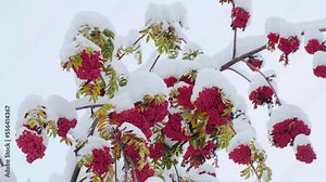 Rowan tree covered with the first snow. Ashberry or rowan berries on a tree branch with green leaves in winter. Sorbus aucuparia. Red ashberry fruits