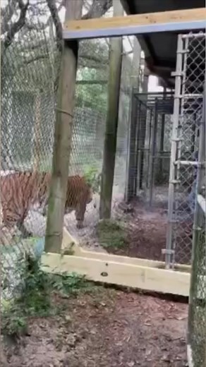 15K views · 844 reactions | Tyrian doesn’t like the men volunteers #tiger #animalrescue #animals | The CARE Foundation | Facebook