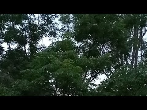 #168live Australian Birds in Song White Noise for Relaxation, Study & Focus | Calming Nature Sounds