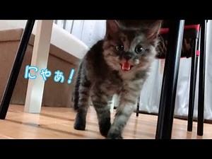 子猫が先住猫にいじめられています【保護猫】