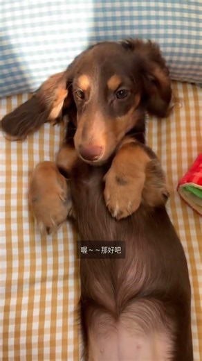 Incredible Dog Digestive System: Watch This to Be Amazed