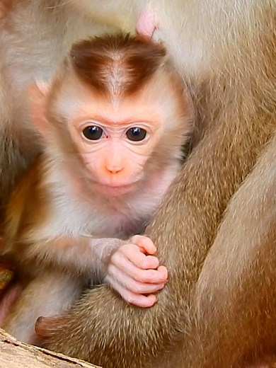 #beautiful #monkeydluffy #monkeycute #babymonkey #monkeyface #lovely #monkey #cute #animals #animalsbaby #poormonkey #monkeycry #funny #funnyvideo #cuteanimals | MonkeyLily Family