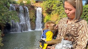 Baby Monkey Mom Take DouDou And Bono Go To Play At The WaterFall | TV Monkey