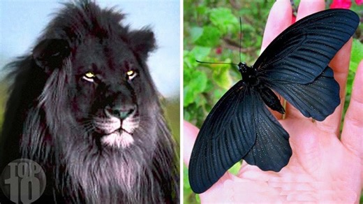 Top 10 Animals with the Weirdest Colors