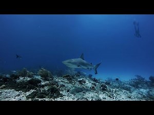The Incredible Marine Life of The Bahamas